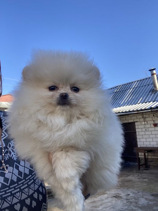 Померанський шпіц