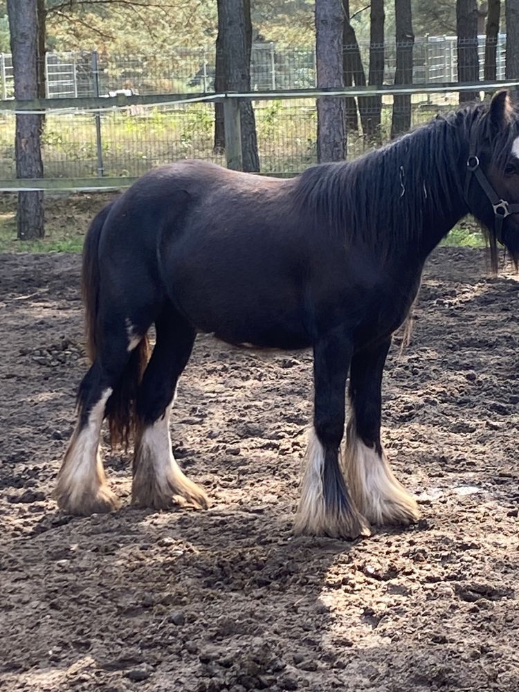 Sprzedam konia rasy Tinker /Gypsy Cob