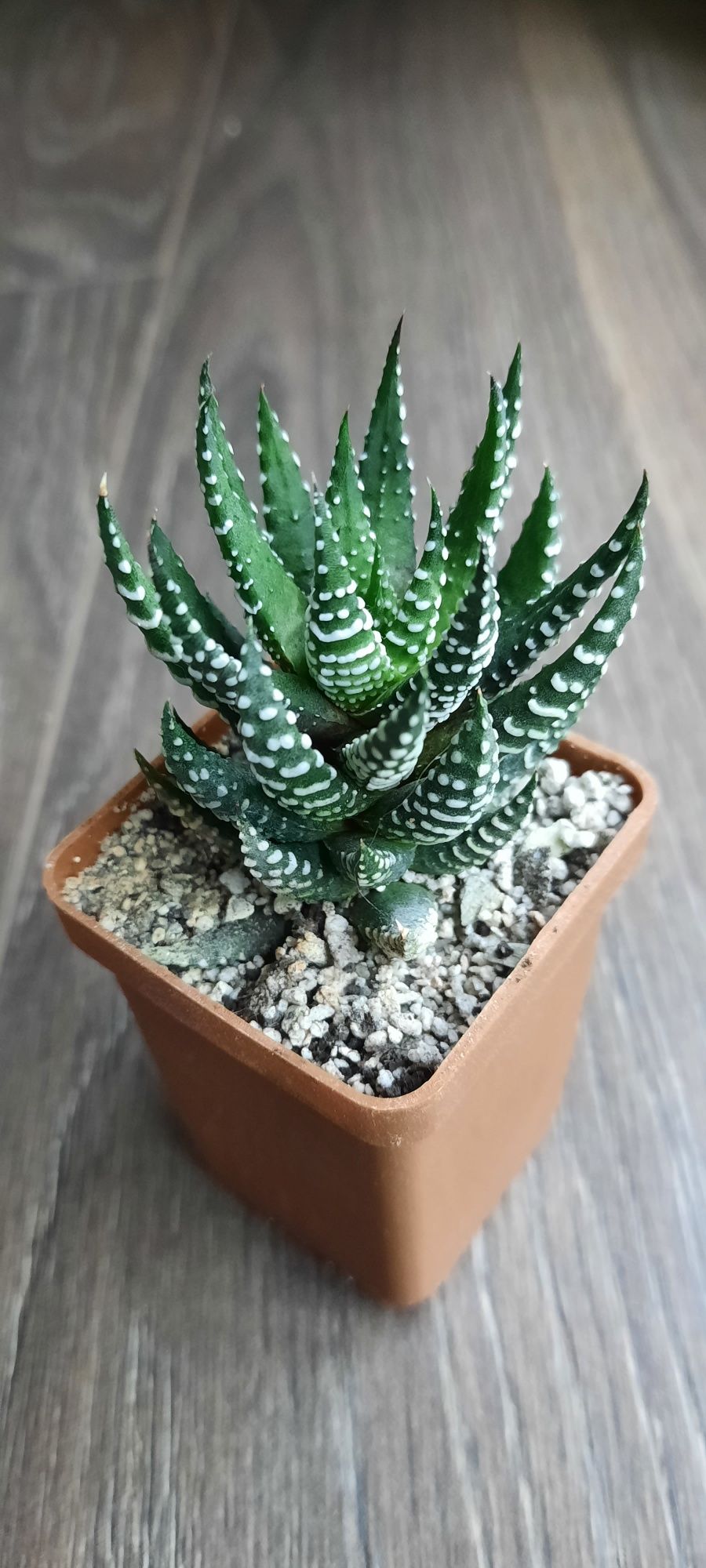 Haworthia pumila. haworthia zebrina. Хавортія пуміла і зебріна