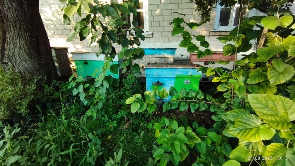 Апі будиночок на три сім'ї