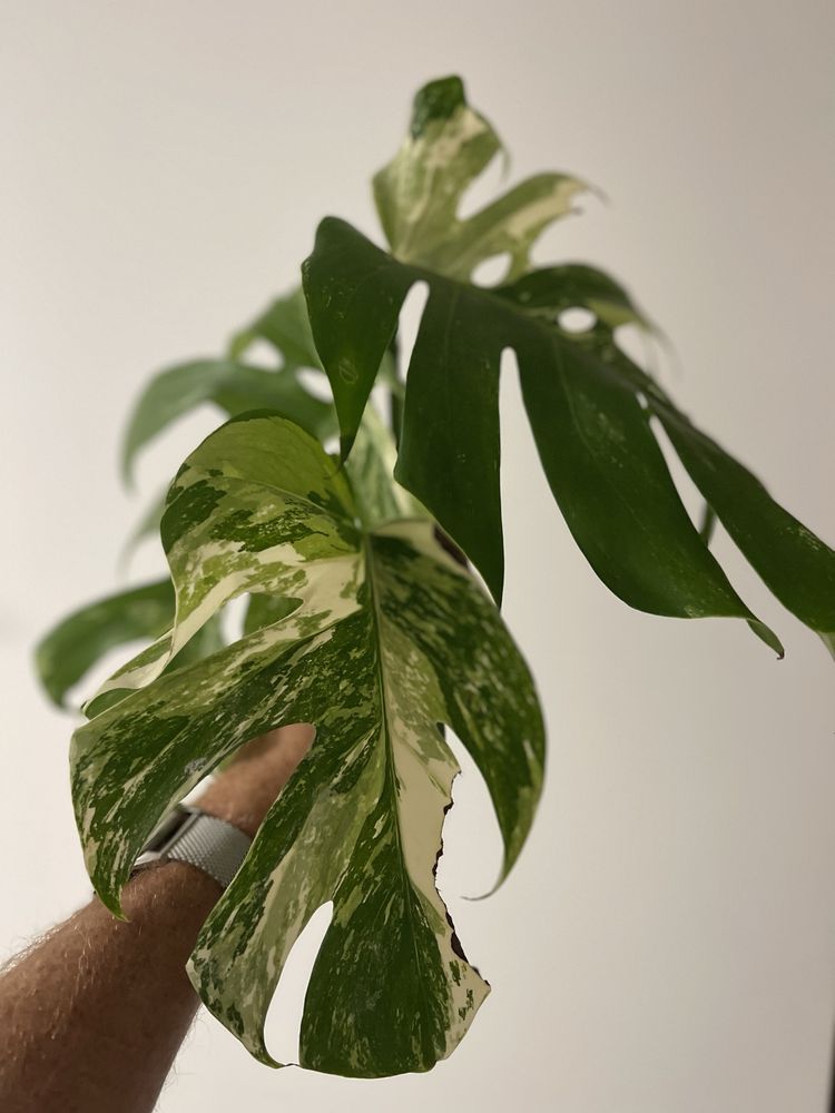 Planta Monstera variegata