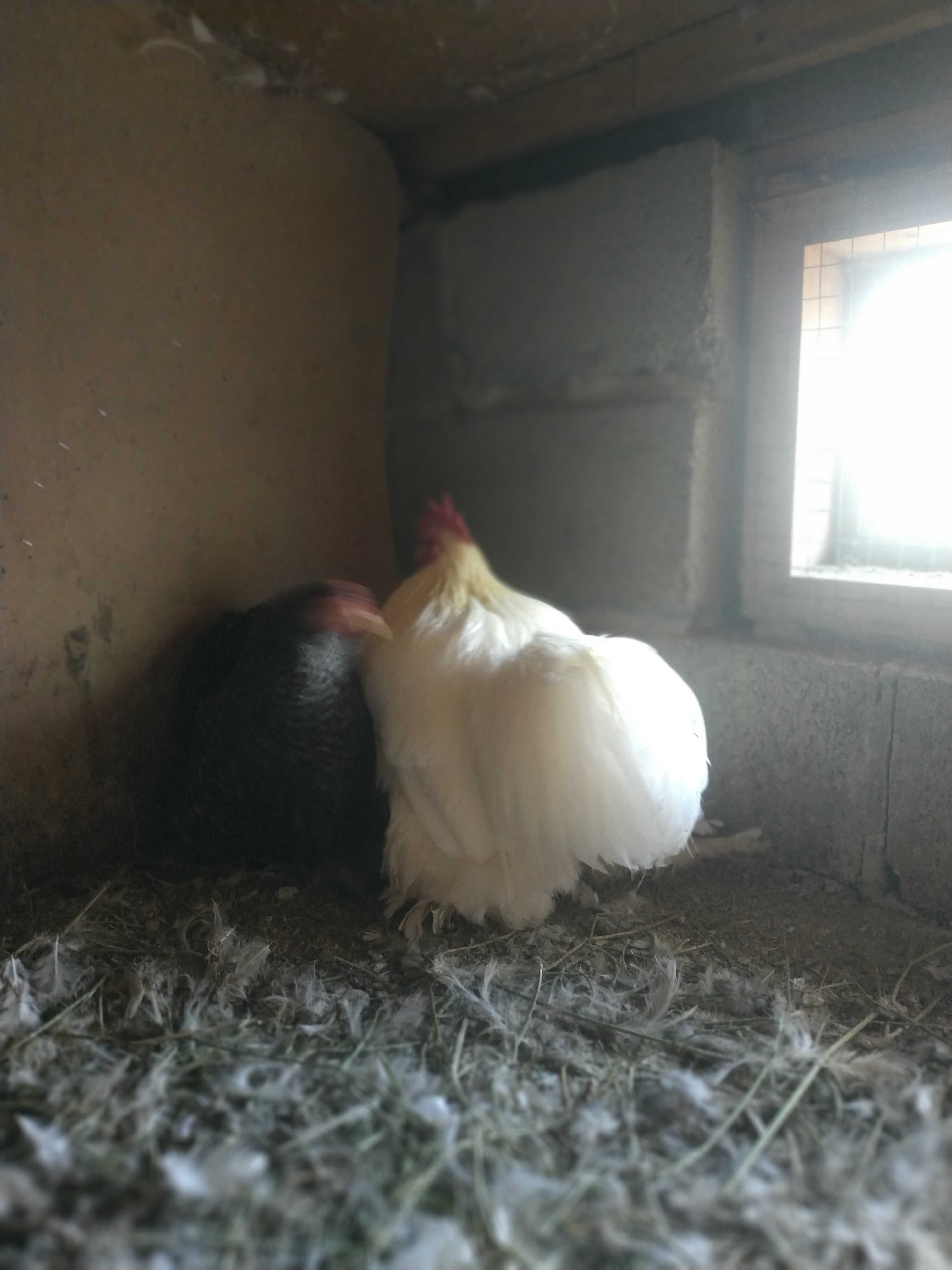 Продам яйце Кохінхін карликовий
