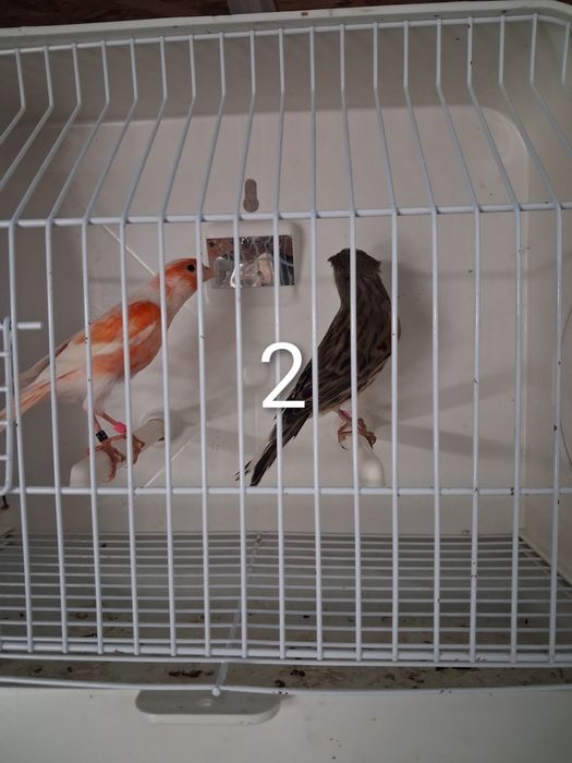 Canários Arlequim Português