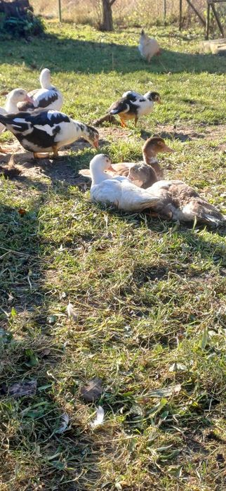 Продам індокачки