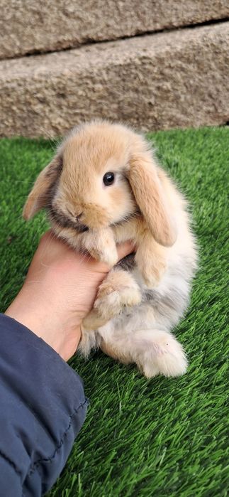 Coelho anão mini lop belier