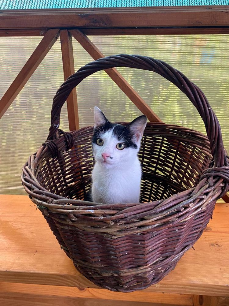 КОТИК ВІДДАМ в хороші руки