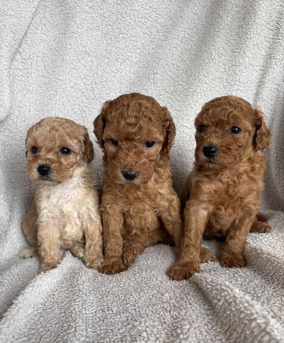 Bichpoo f1B Maltipoo Pudel Frispoo Bichon