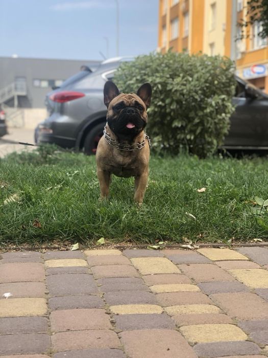 Вязка французский бульдог