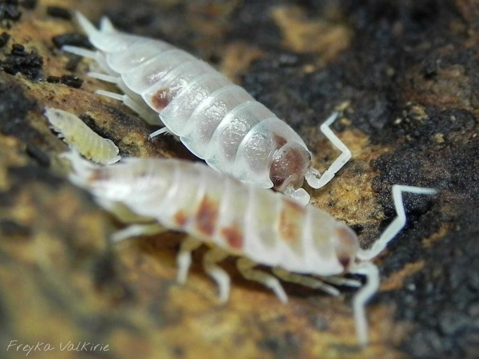 Porcellio pruinosus "red koi"