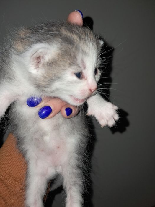 SOS! SOS! SOS!!!  Кошенята в добрі руки!