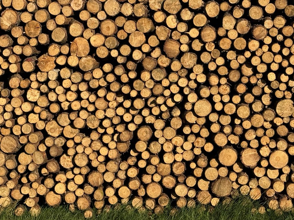 Drzewo na opał sosna