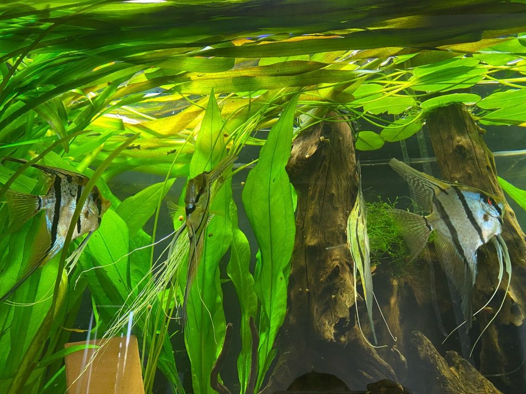 Hydrokleja, roślina do akwarium