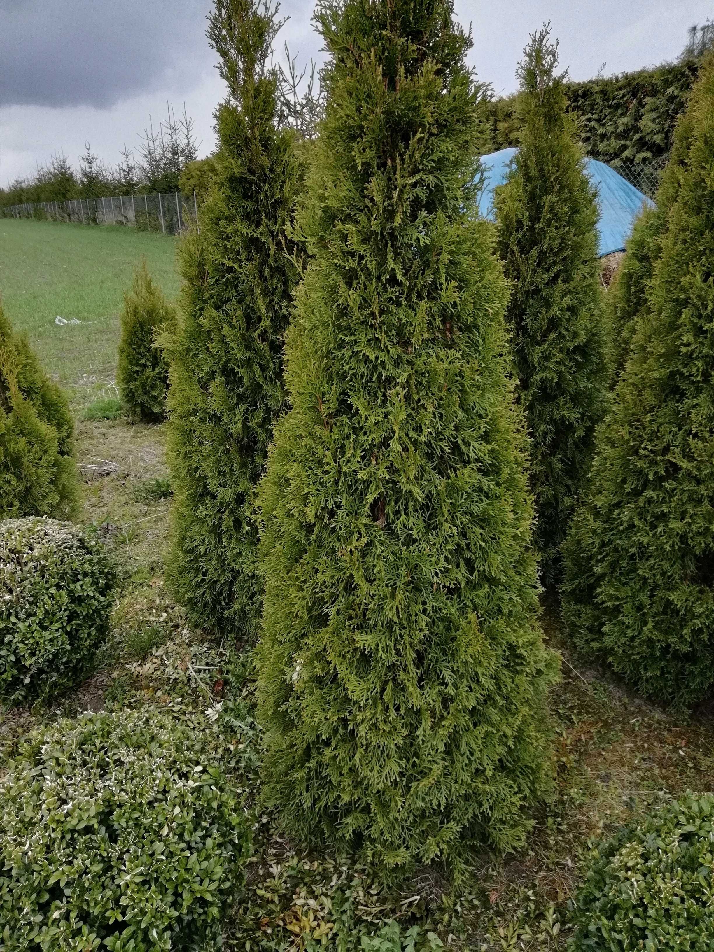 Thuja, szmaragd, 60 -200, cyprysik, bukszpan