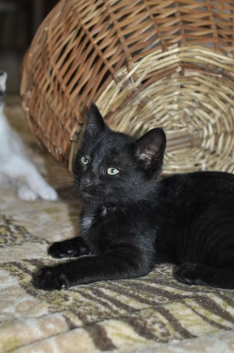 Кошеня шукає родину