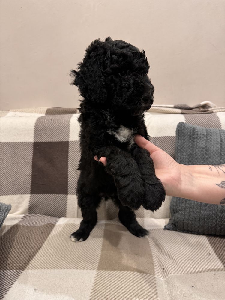Szczeniak Australian Labradoodle