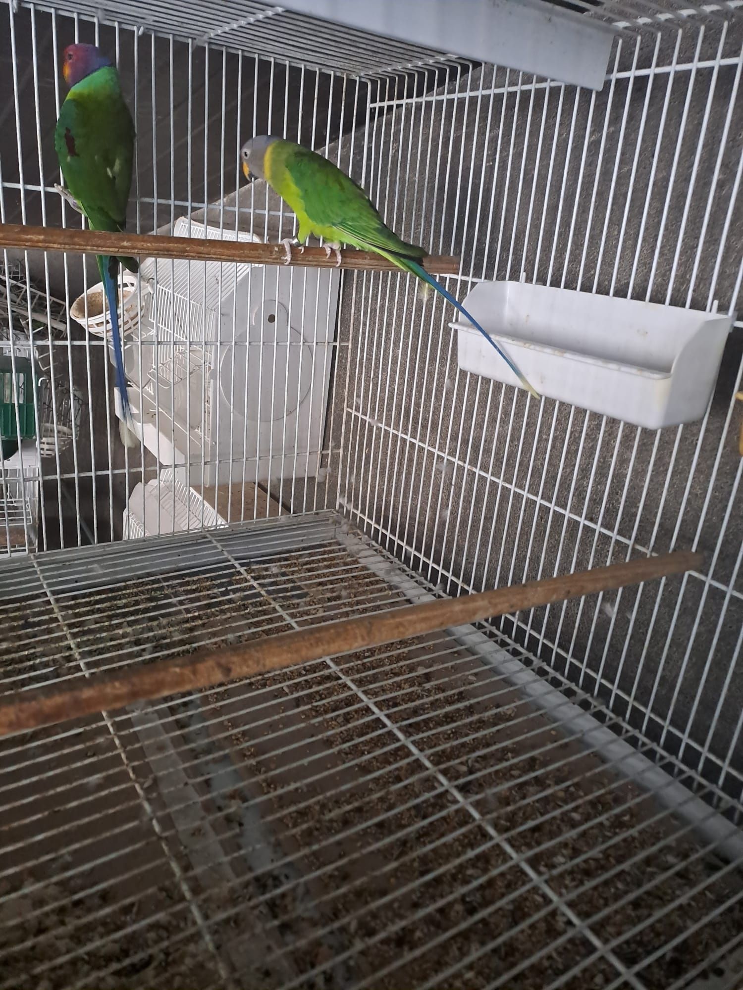 Várias aves disponíveis