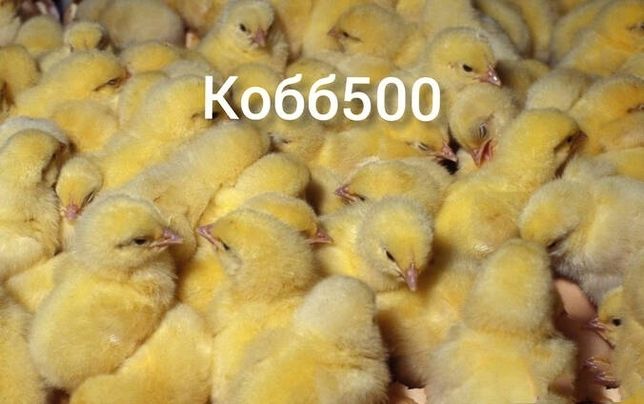 Цыплята Кобб 500, Росс. Доставка.