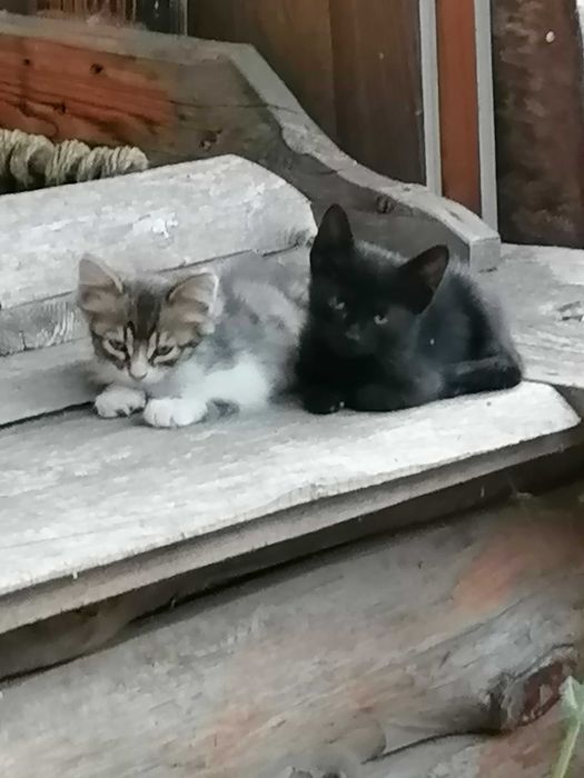 Дарю котят в добрые руки