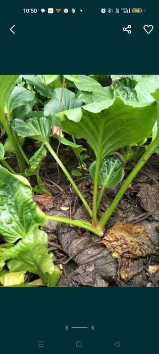 bergenia sadzonka, 5 sztuk