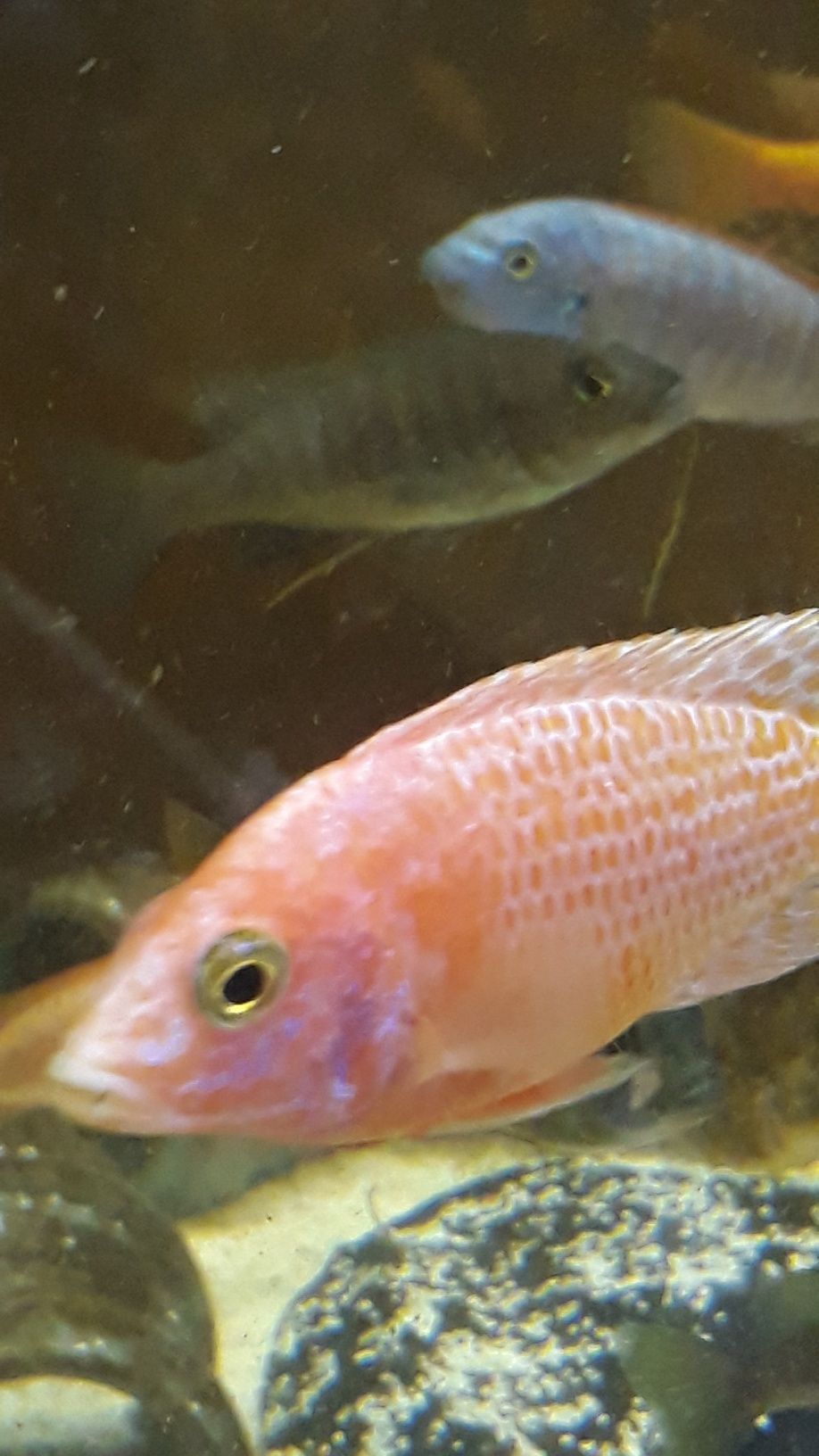 Aulonocara FIRE FISH