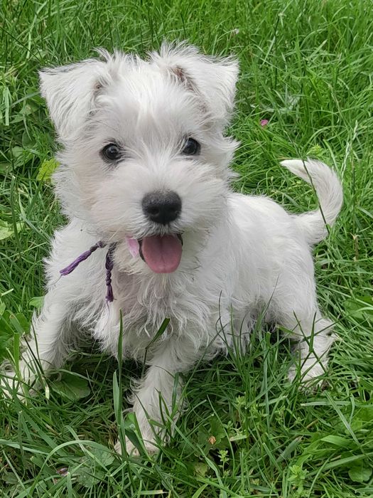 suczka sznaucer miniaturowy