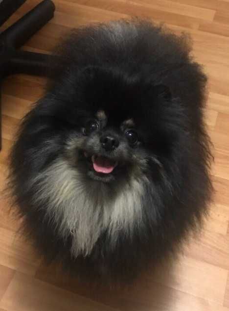 Вязка померанский шпиц