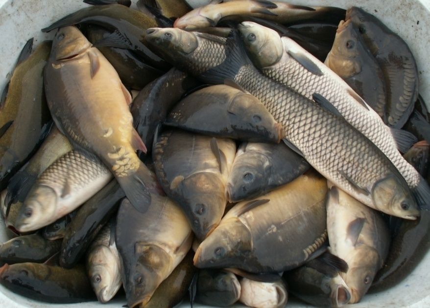 Karp żywy Wigilijny, Amur