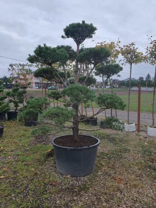 Bonsai z sosny Norks Tip