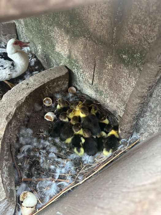 Patos mudos varias idades