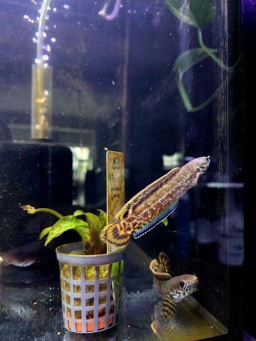 Channa bleheri (wężogłów)