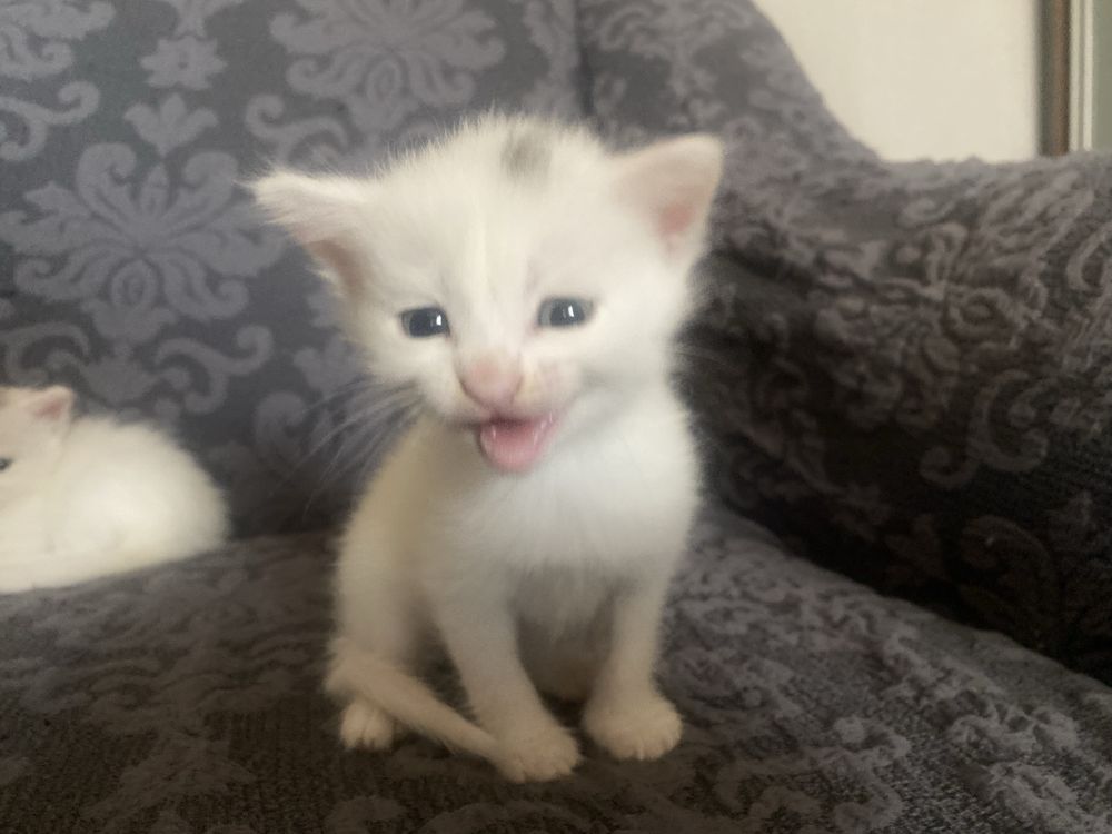 отдам котят в хорошие руки