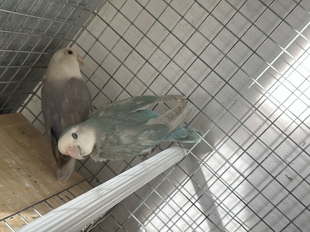 Casal de agapornis reprodutor