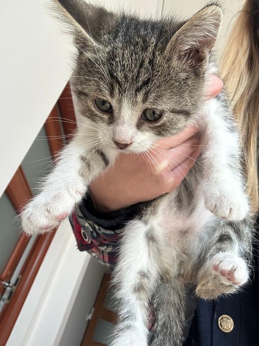 Oddam za darmo mały kotek kocurek