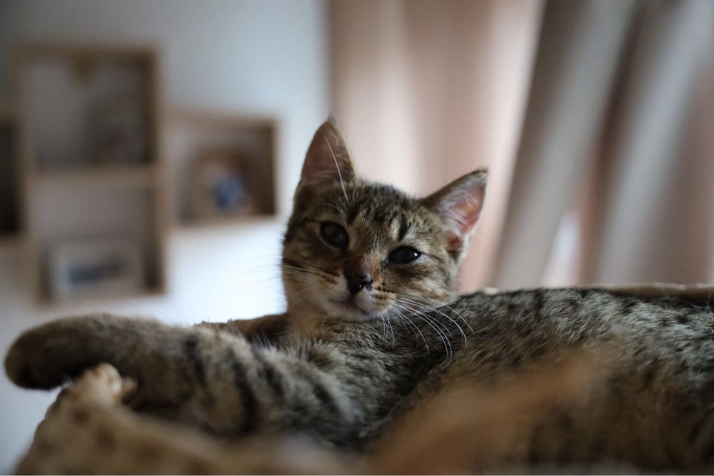 Feniks i Uno kot koty kociaki kotki do adopcji oddam za darmo