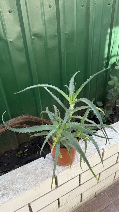 Комнатное растение Алоэ вера