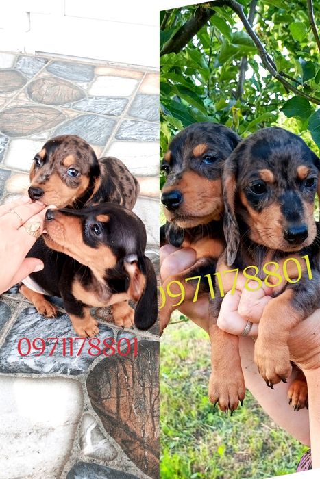 Мініатюрні чистокровні мраморні такси