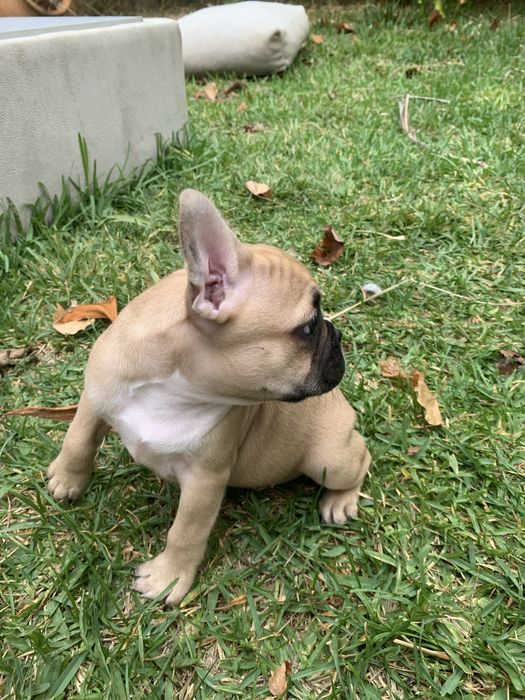 Bulldog francês bebé