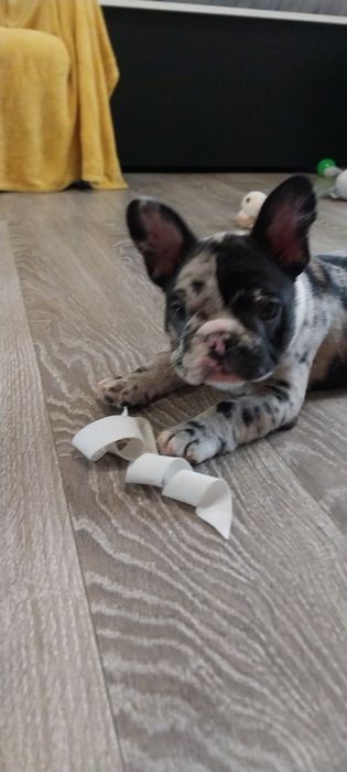 Шикарная красуня девчуля