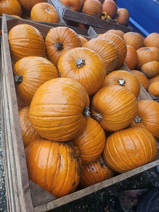 Dynia halloween 1-3, 3-6 , 6-10