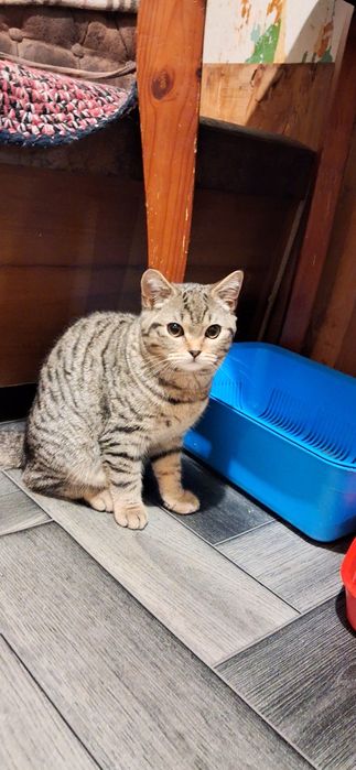 Прямоушки 2 девчульки