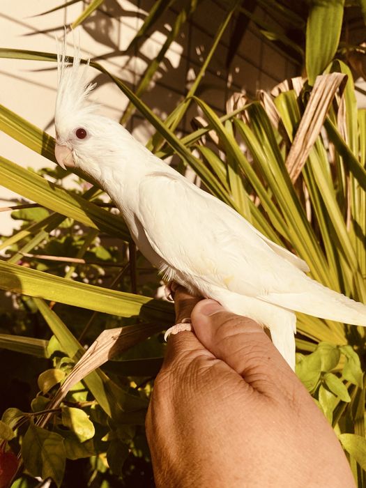 Caturra domesticada excecional Branca