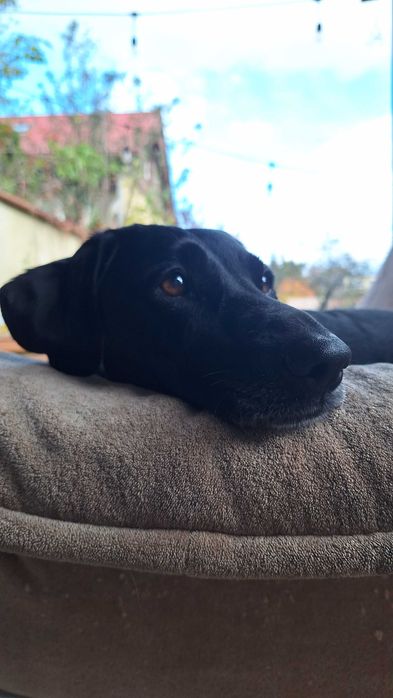 Wyżeł niemiecki czarny - Andzia