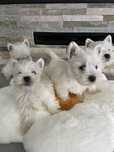 Piesek West Highland White Terrier