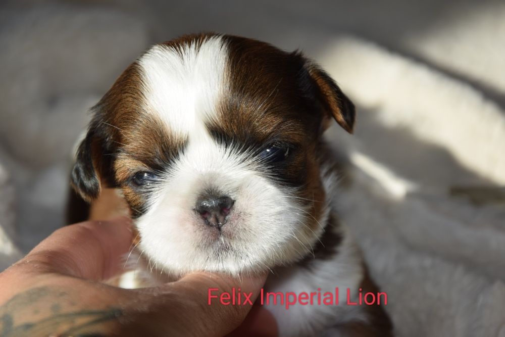 Felix Shih Tzu pies szczeniak rodowód śliczny UBEZPIECZENIE