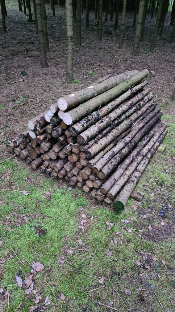 Drewno kołki świerkowe 1,5m do pastucha