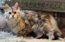 Maine Coon cudne kocieta