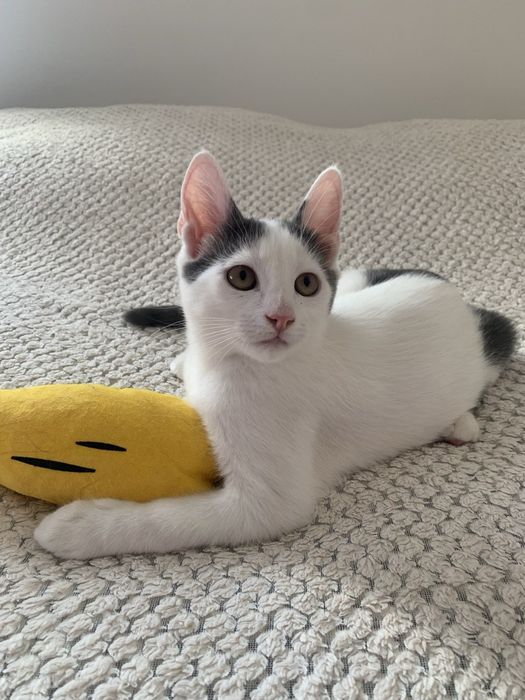 Кіт кот кошеня хлопчик сіро-білий шукає дім