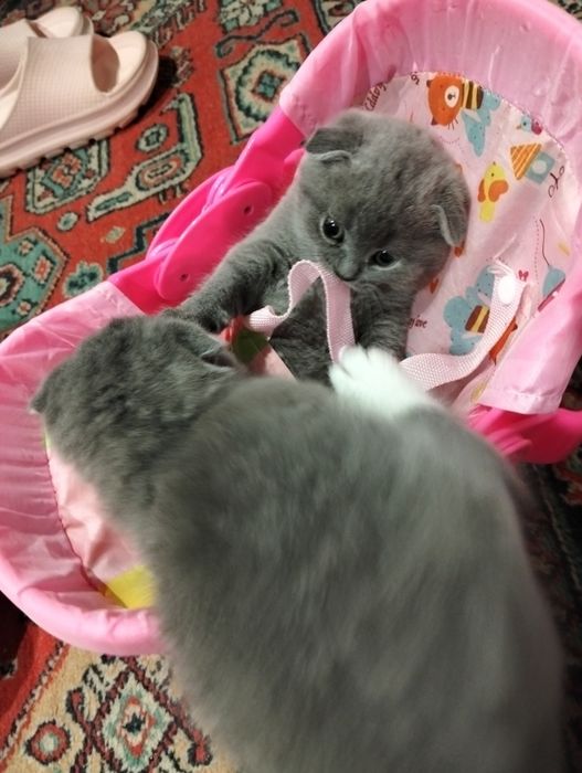 Продаж висловухих котят