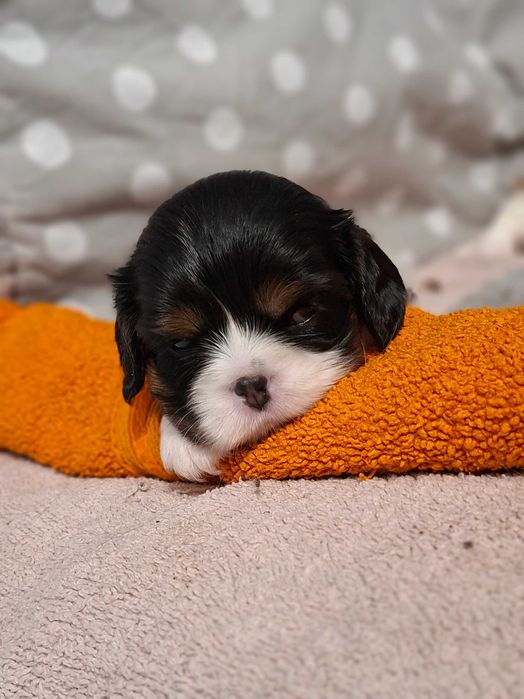 Cavalier King Charles Spaniel Hodowla Randia Polonia FCI
