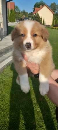 Szczeniak Border collie